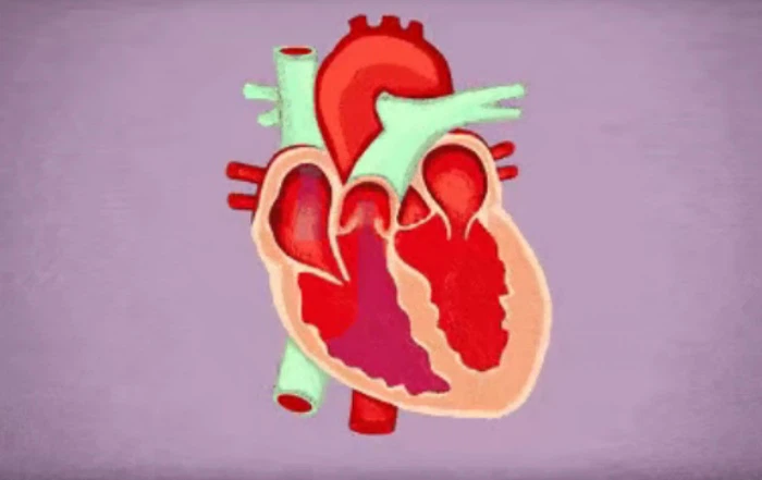 dragon powder Promotes Heart Health dragon powder Promotes Heart Health